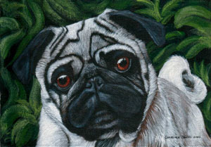 Thunderstorms pug pals